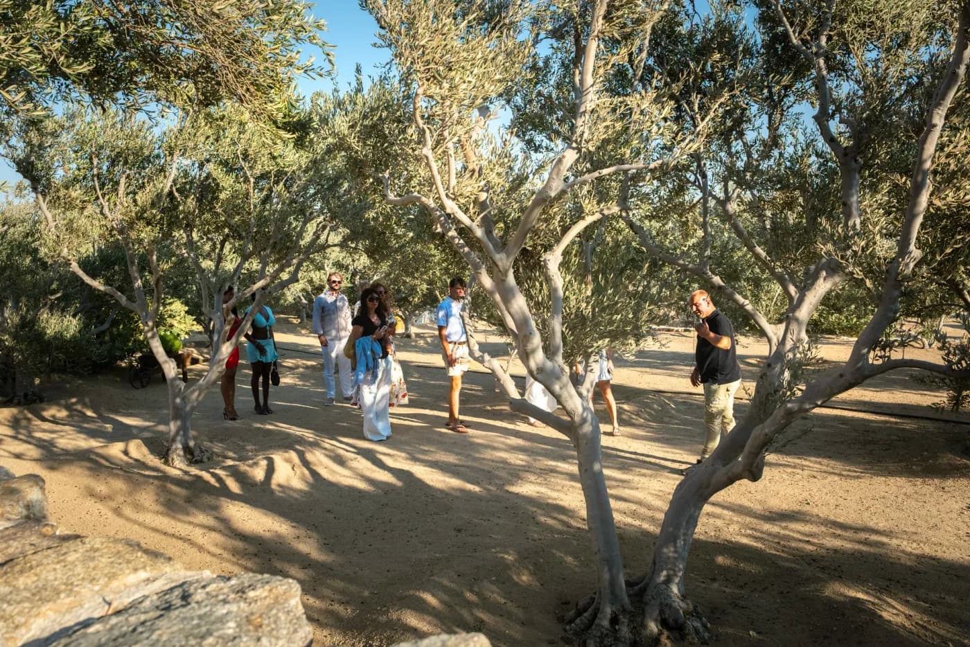Guided walk through the olive grove during a tour in Mykonos