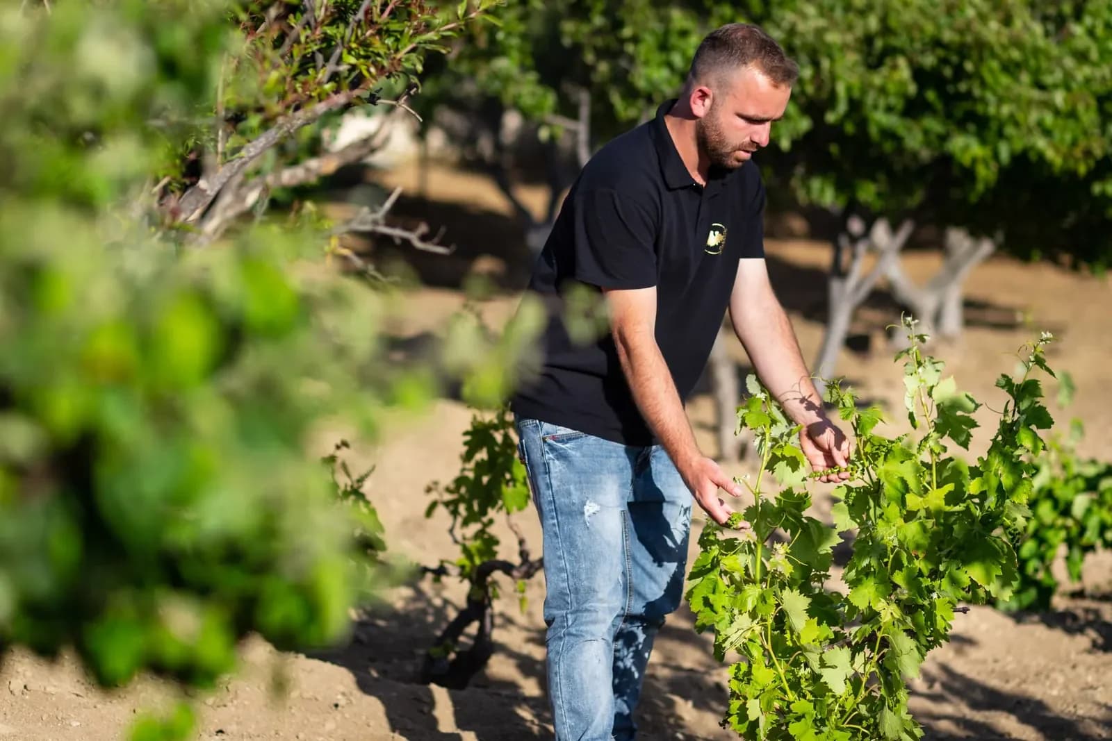 Checking the grapes on the vines in the Mykonos vineyard