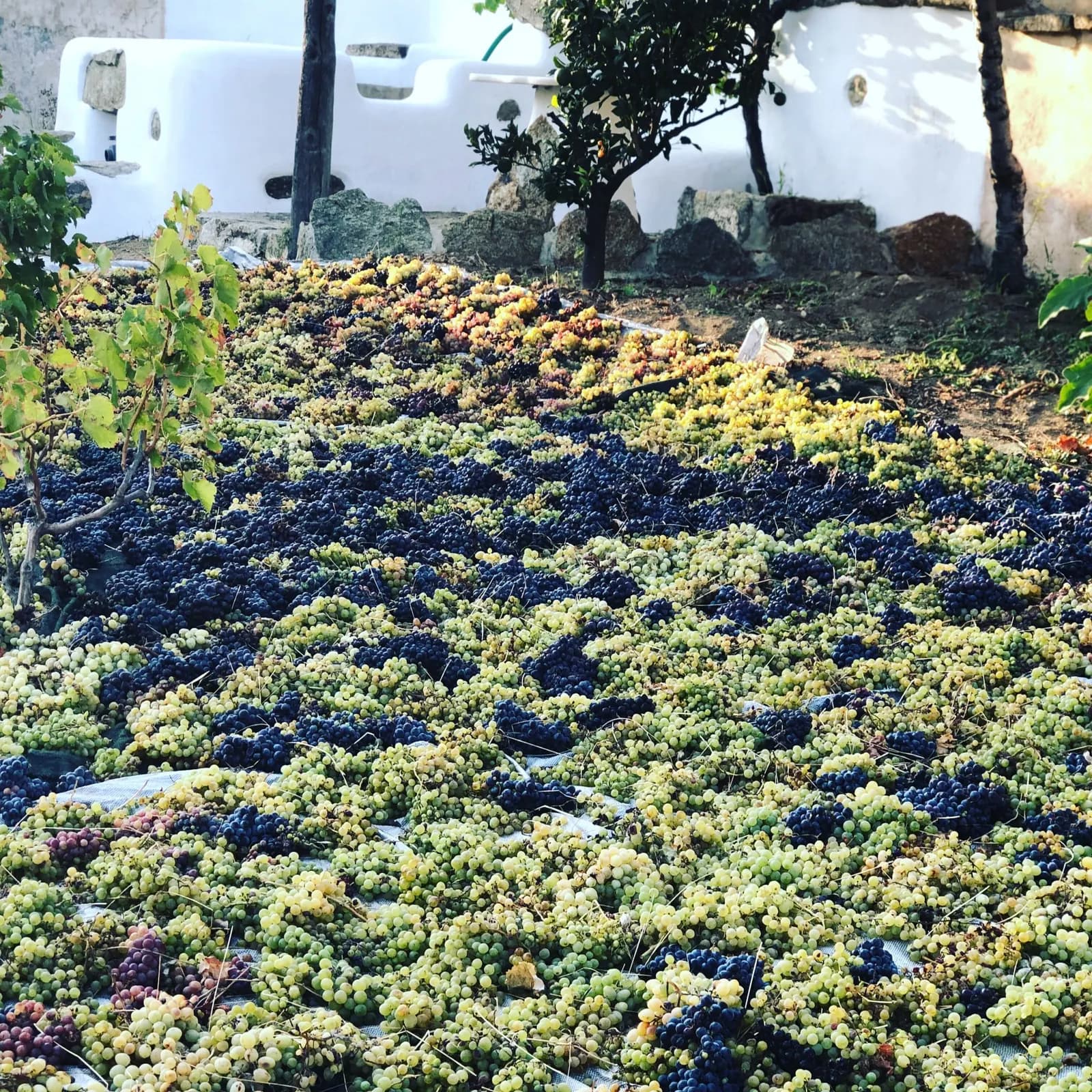 Rows of vines in the Mykonos vineyard